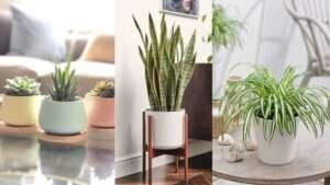 affordable summer home decor indoor plants