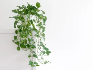 indoor plant decors ideas for summer hanging basket 
