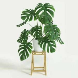 indoor plant decor ideas for summer statement plants